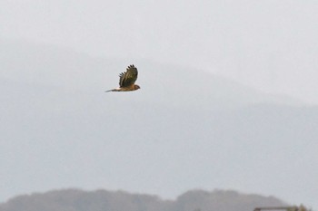 Hen Harrier 河北潟 Mon, 11/27/2023