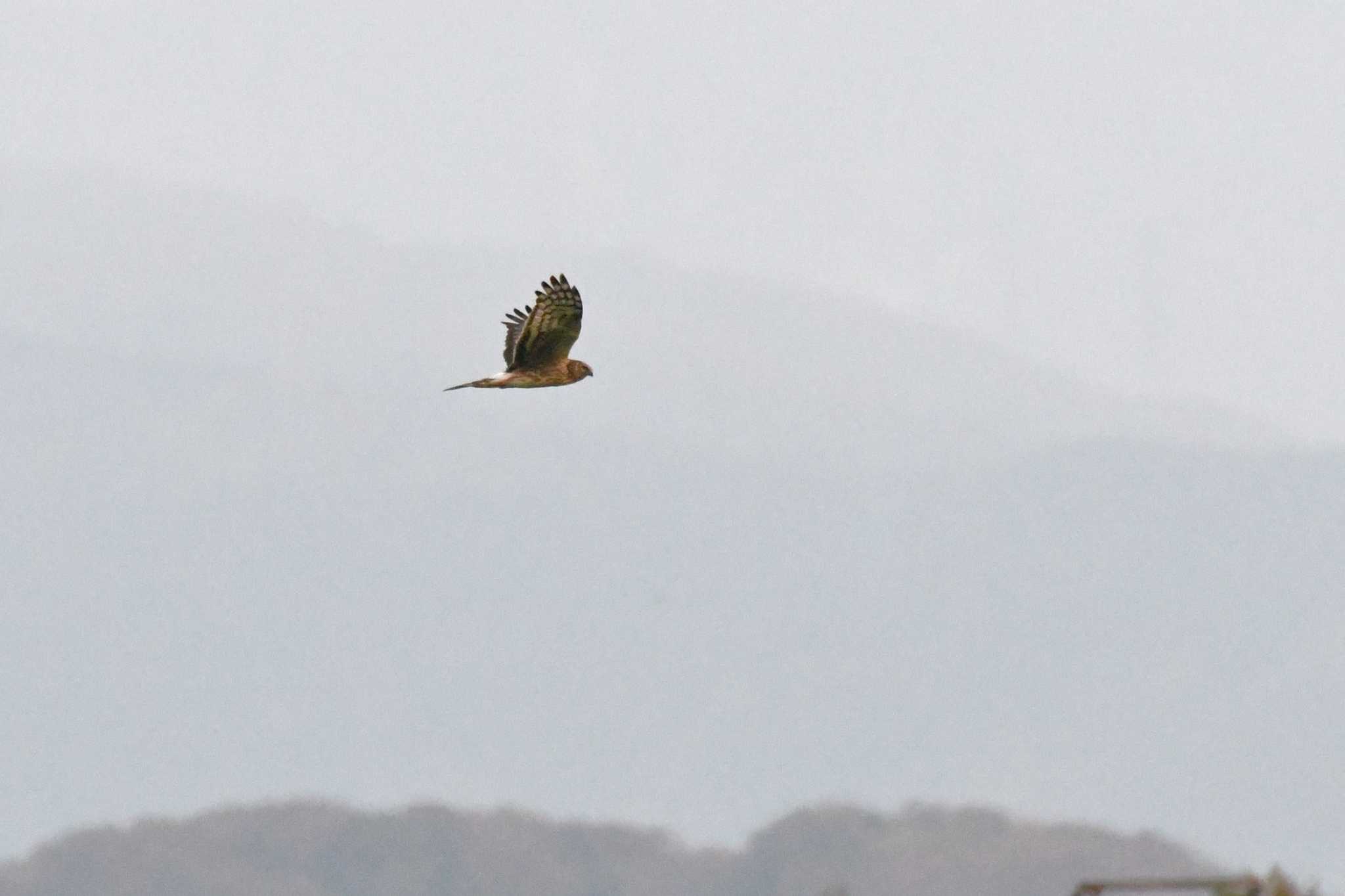 Hen Harrier