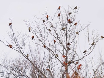 2023年11月28日(火) 岡谷林道の野鳥観察記録