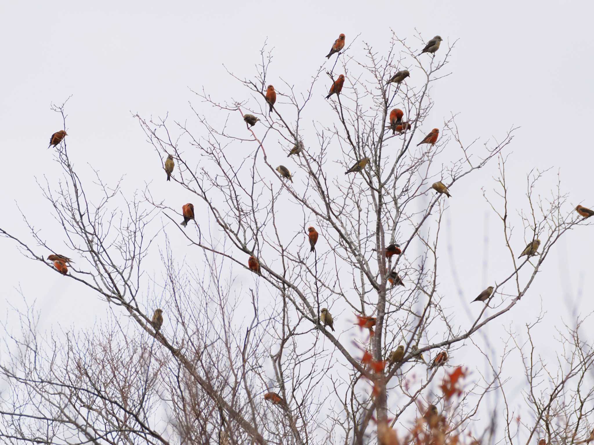 Photo of Red Crossbill at 岡谷林道 by ぴろり