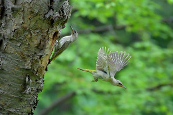 Grey-headed Woodpecker 北海道 Unknown Date