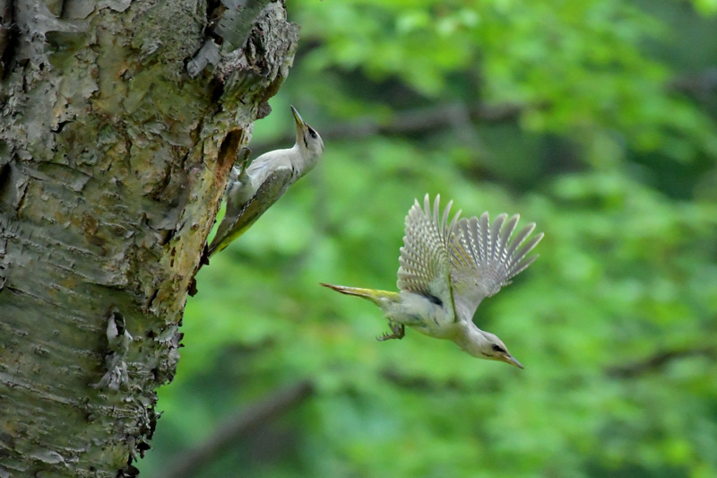 Grey-headed Woodpecker