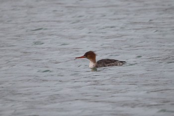 2023年11月28日(火) 石狩東埠頭の野鳥観察記録