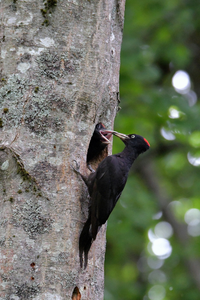 Black Woodpecker