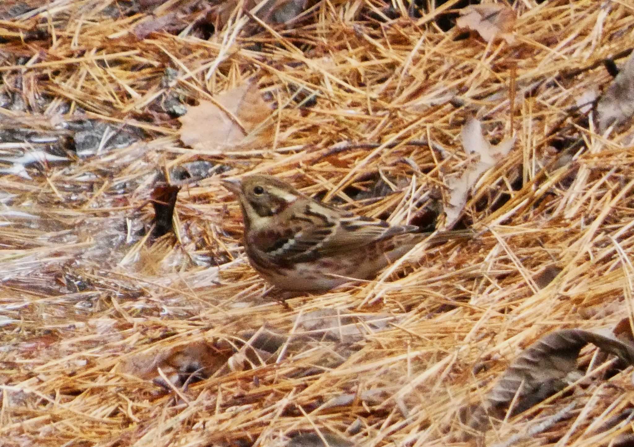 Rustic Bunting