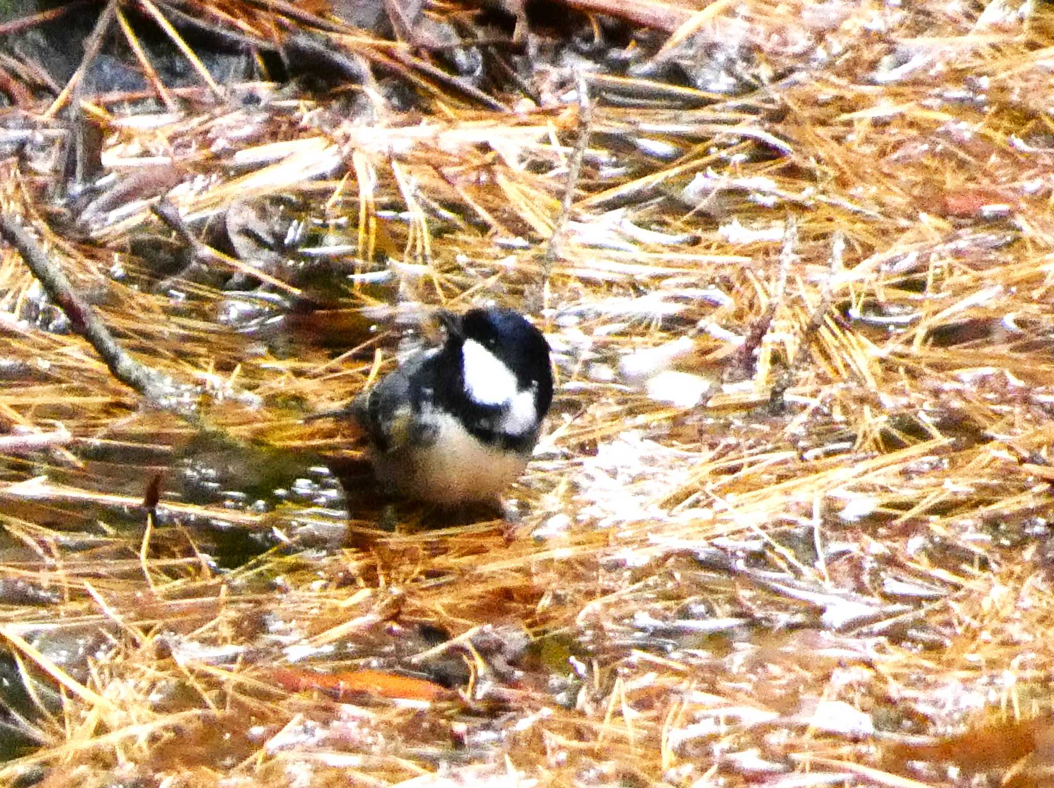 Coal Tit