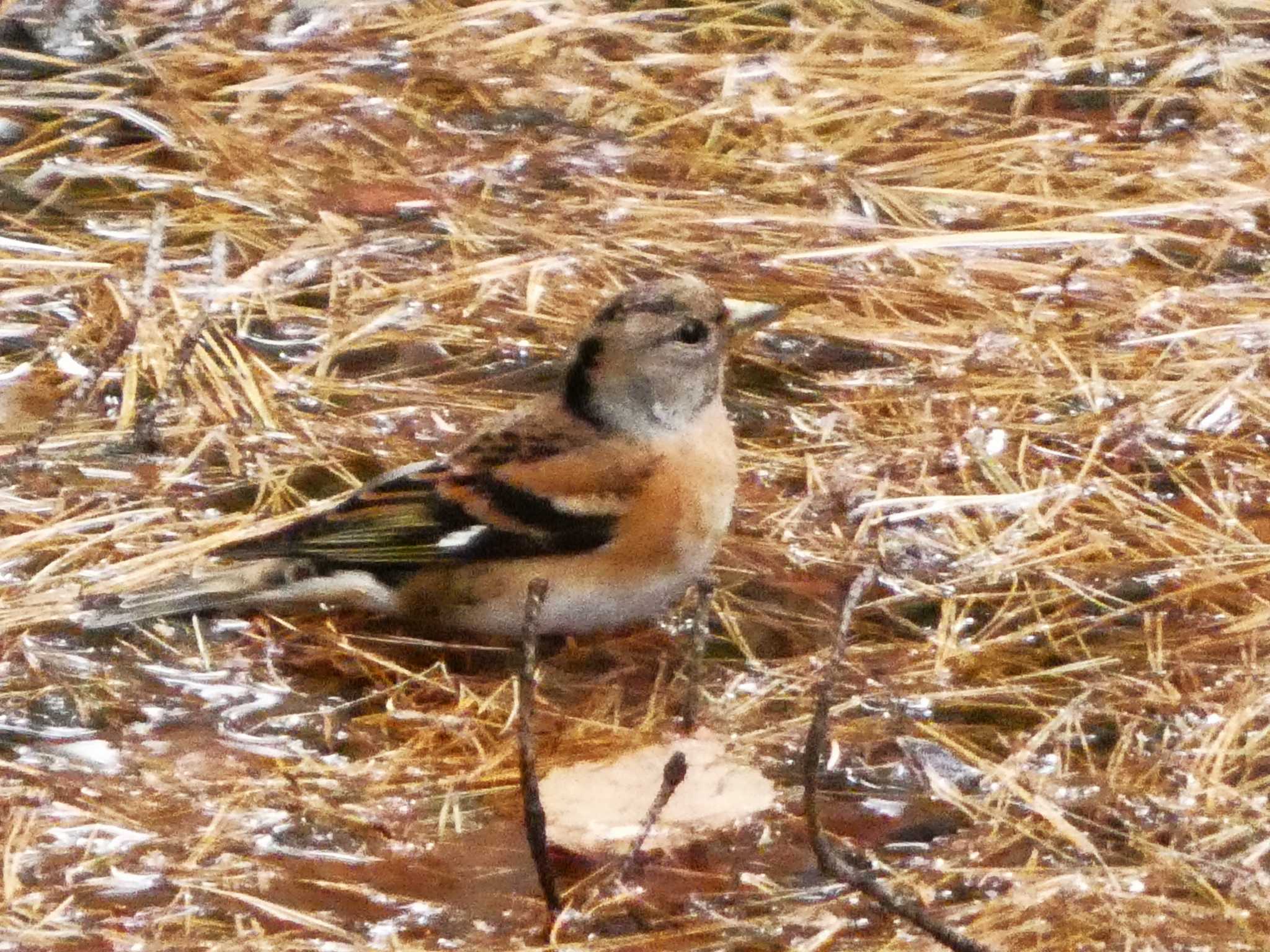 Brambling