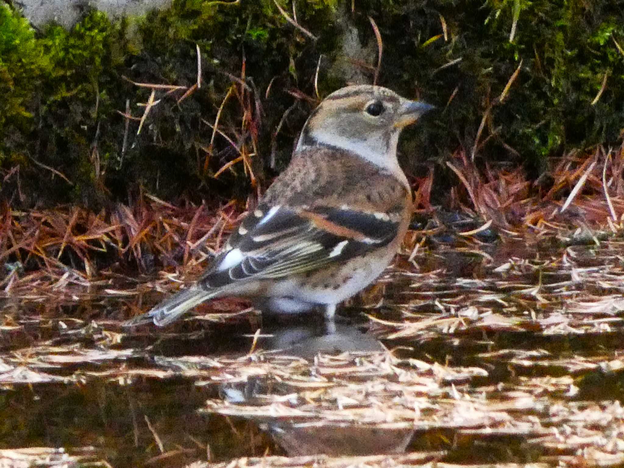 Photo of Brambling at 富士山中野茶屋 by koshi