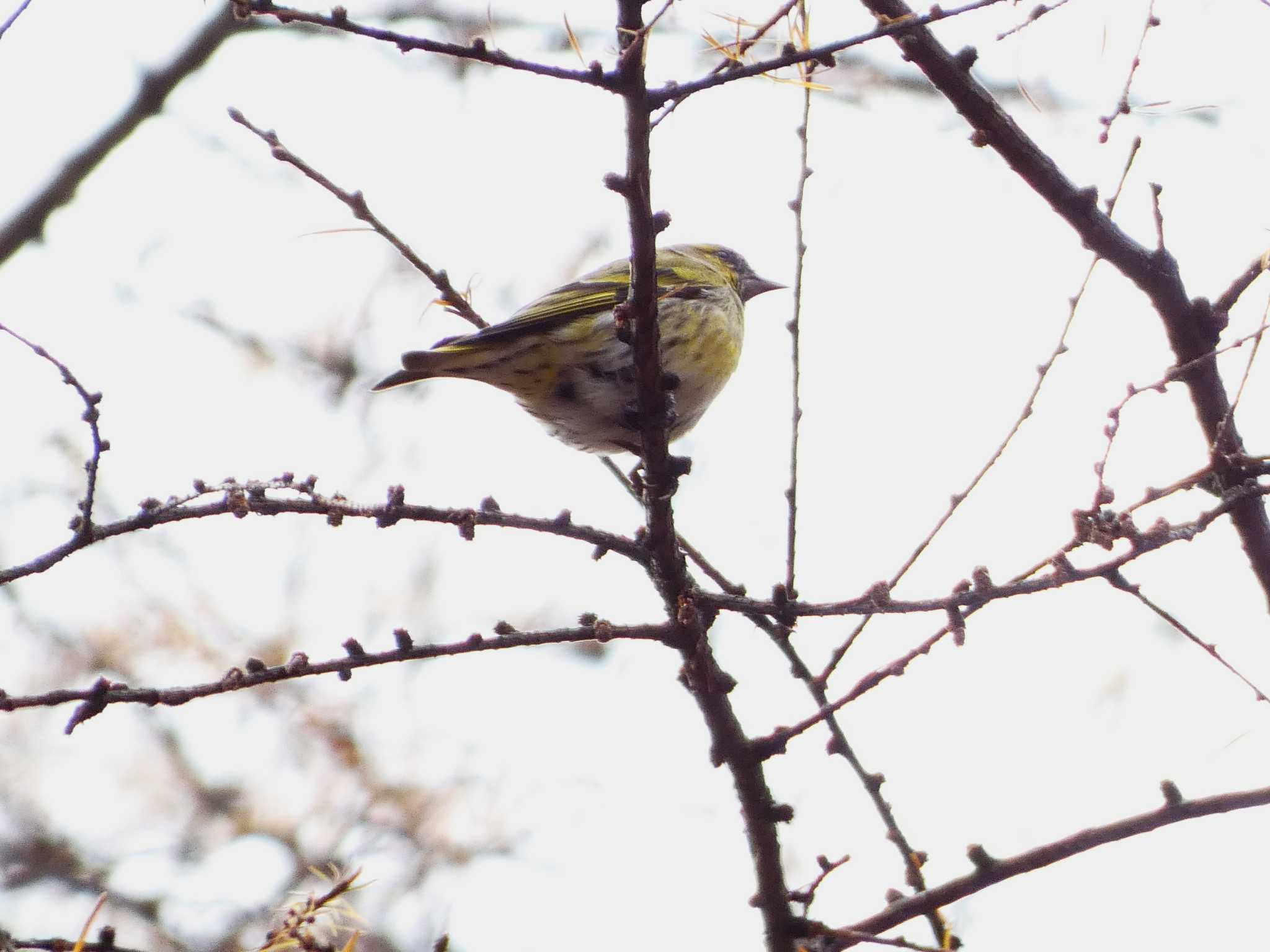 Eurasian Siskin