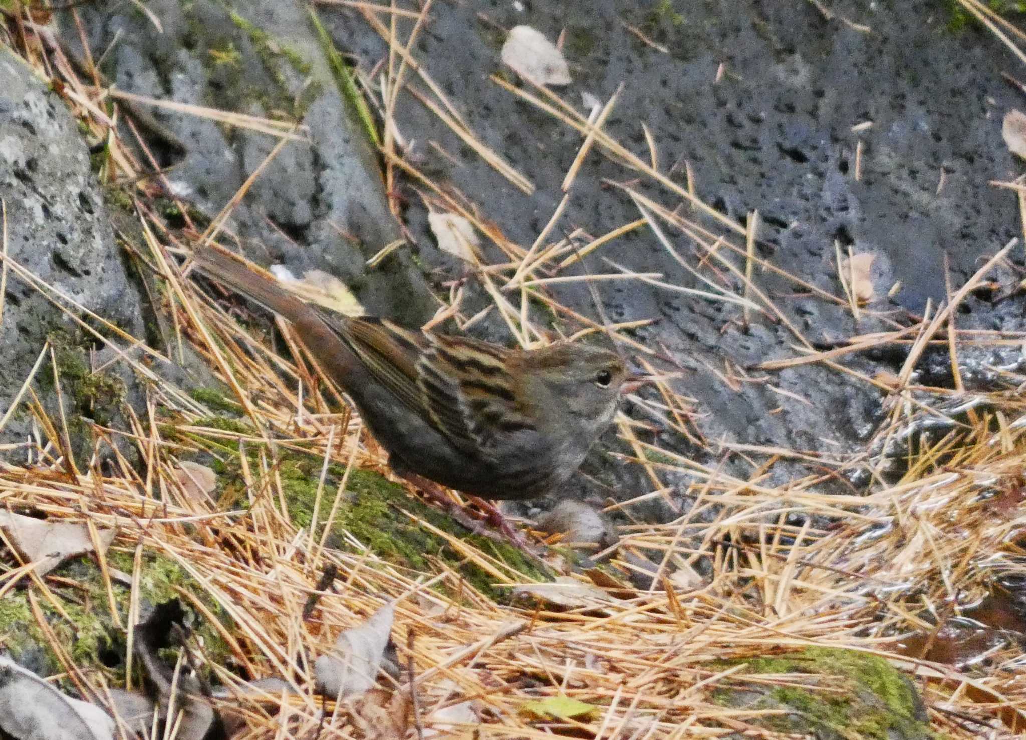 Grey Bunting