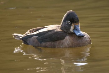 クビワキンクロ こども自然公園 (大池公園/横浜市) 2023年11月27日(月)