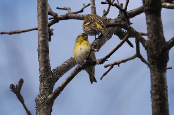 Eurasian Siskin 奥日光 Thu, 11/23/2023