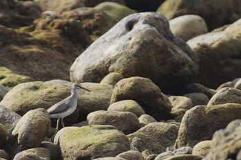 Grey-tailed Tattler 真鶴 Sun, 10/7/2018