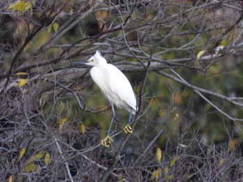 2023年11月28日(火) 等々力緑地の野鳥観察記録