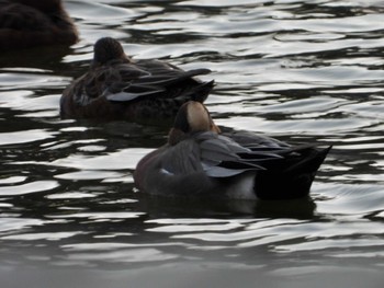 Eurasian Wigeon 等々力緑地 Tue, 11/28/2023