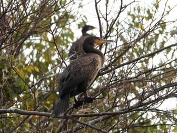 Great Cormorant 等々力緑地 Tue, 11/28/2023