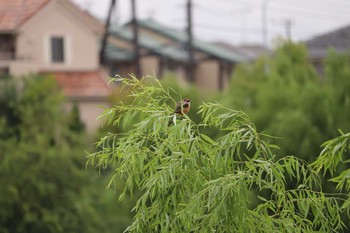 モズ 埼玉県　某調整池 2018年9月2日(日)