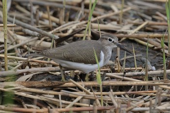 イソシギ 東京港野鳥公園 2023年11月23日(木)