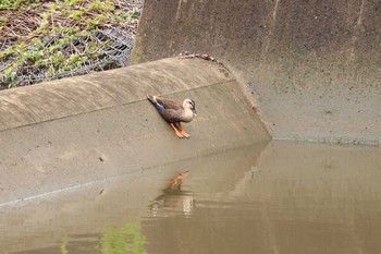 カルガモ 埼玉県　某調整池 2018年9月2日(日)