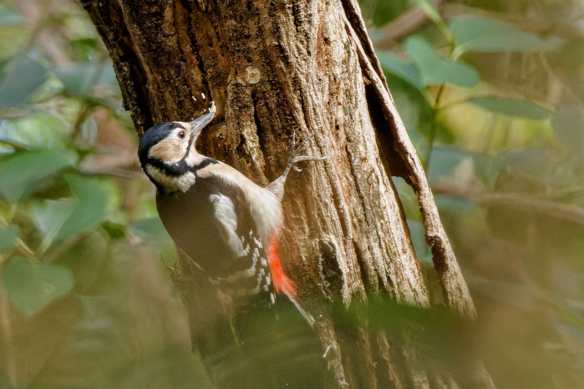 Photo of Great Spotted Woodpecker at Mizumoto Park by アポちん