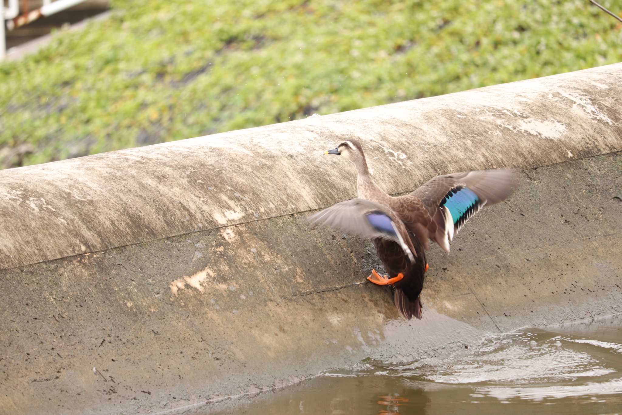 埼玉県　某調整池 カルガモの写真 by song