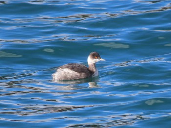 2023年11月28日(火) 志津川湾の野鳥観察記録