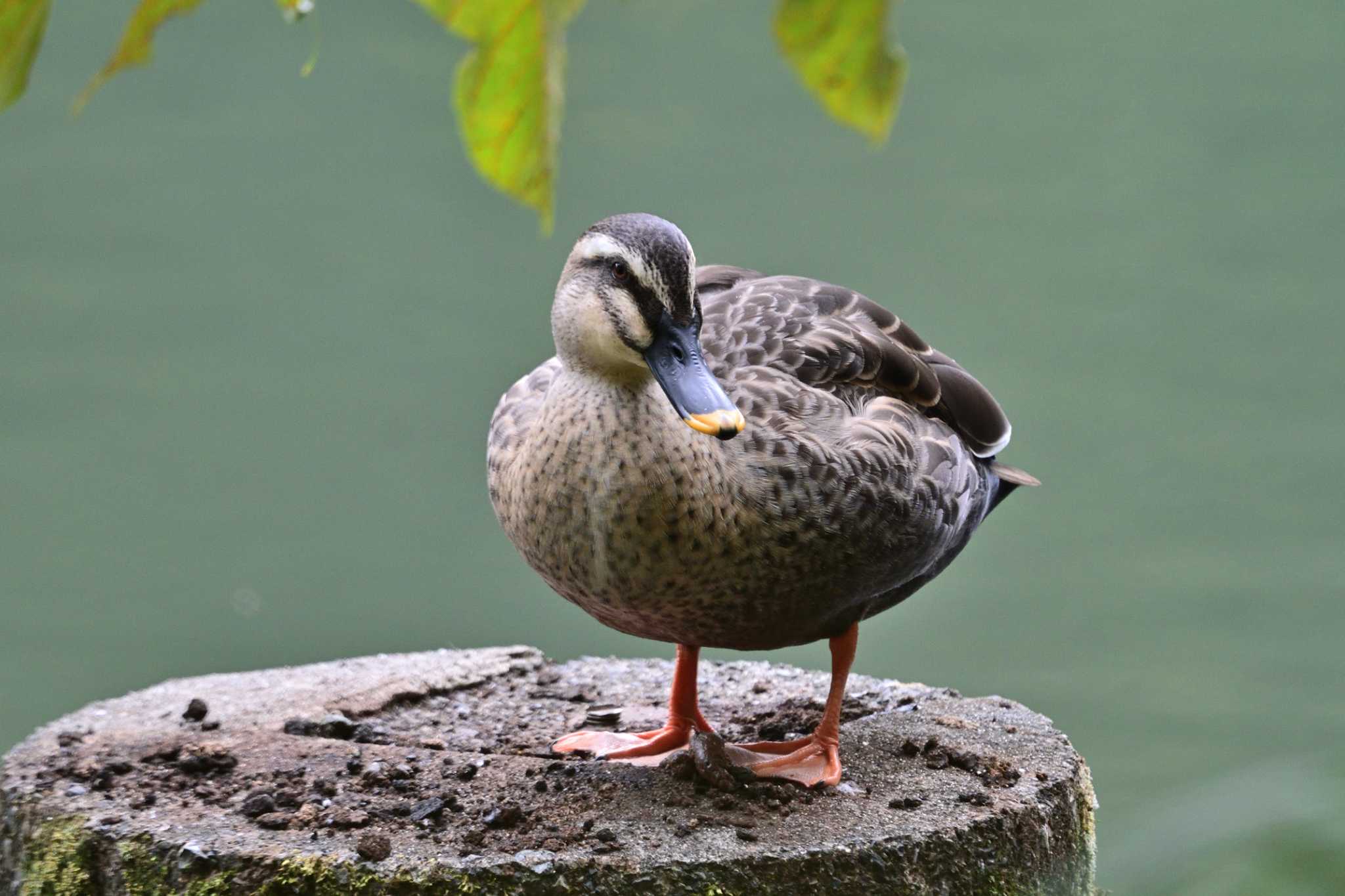 八王子市 カルガモの写真