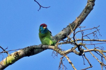 Blue-throated Barbet ネパール Tue, 11/21/2023