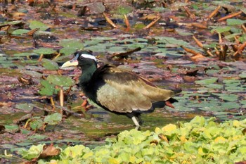 Bronze-winged Jacana ネパール Tue, 11/21/2023