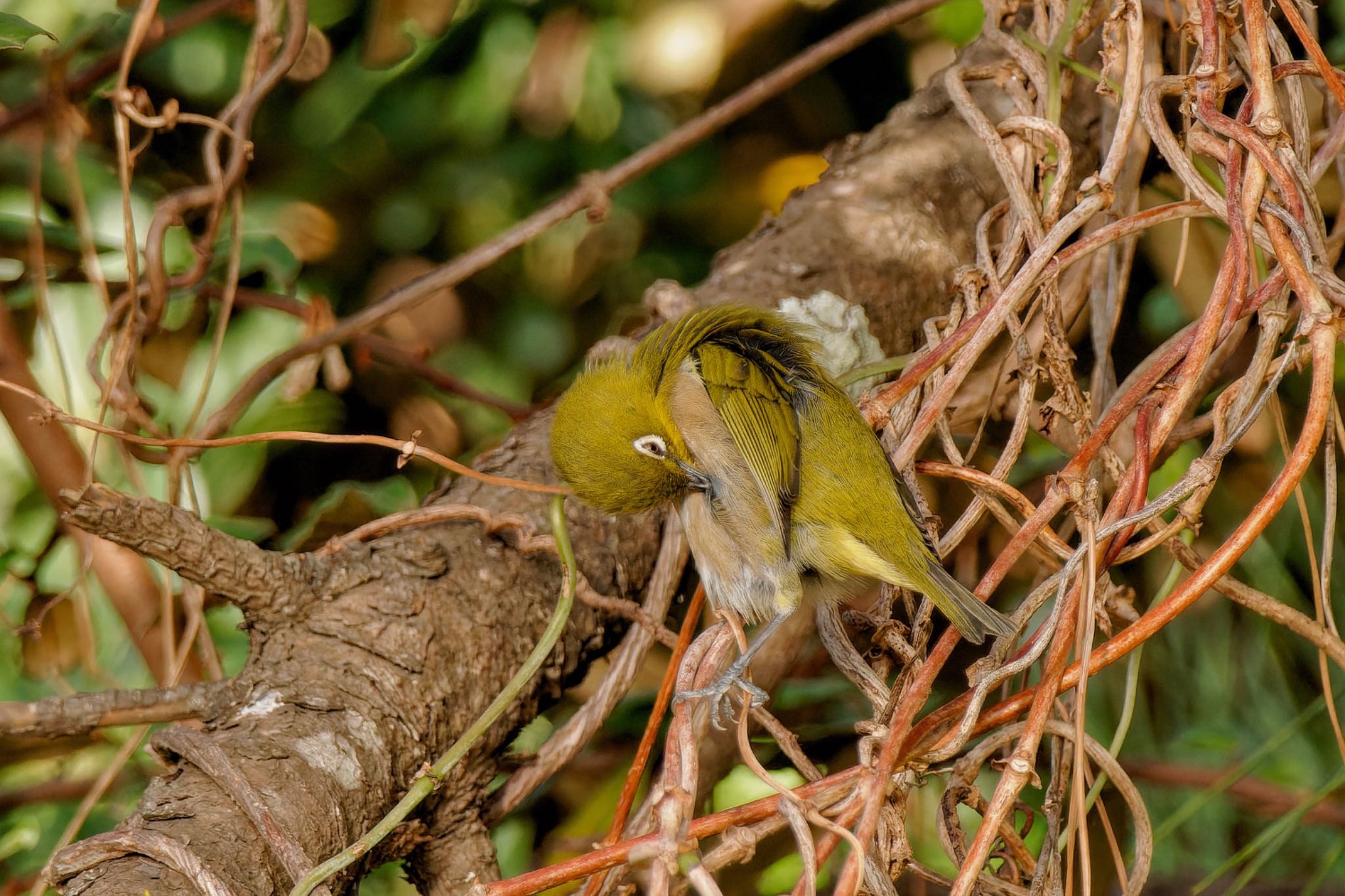 Photo of Warbling White-eye at Kasai Rinkai Park by アポちん