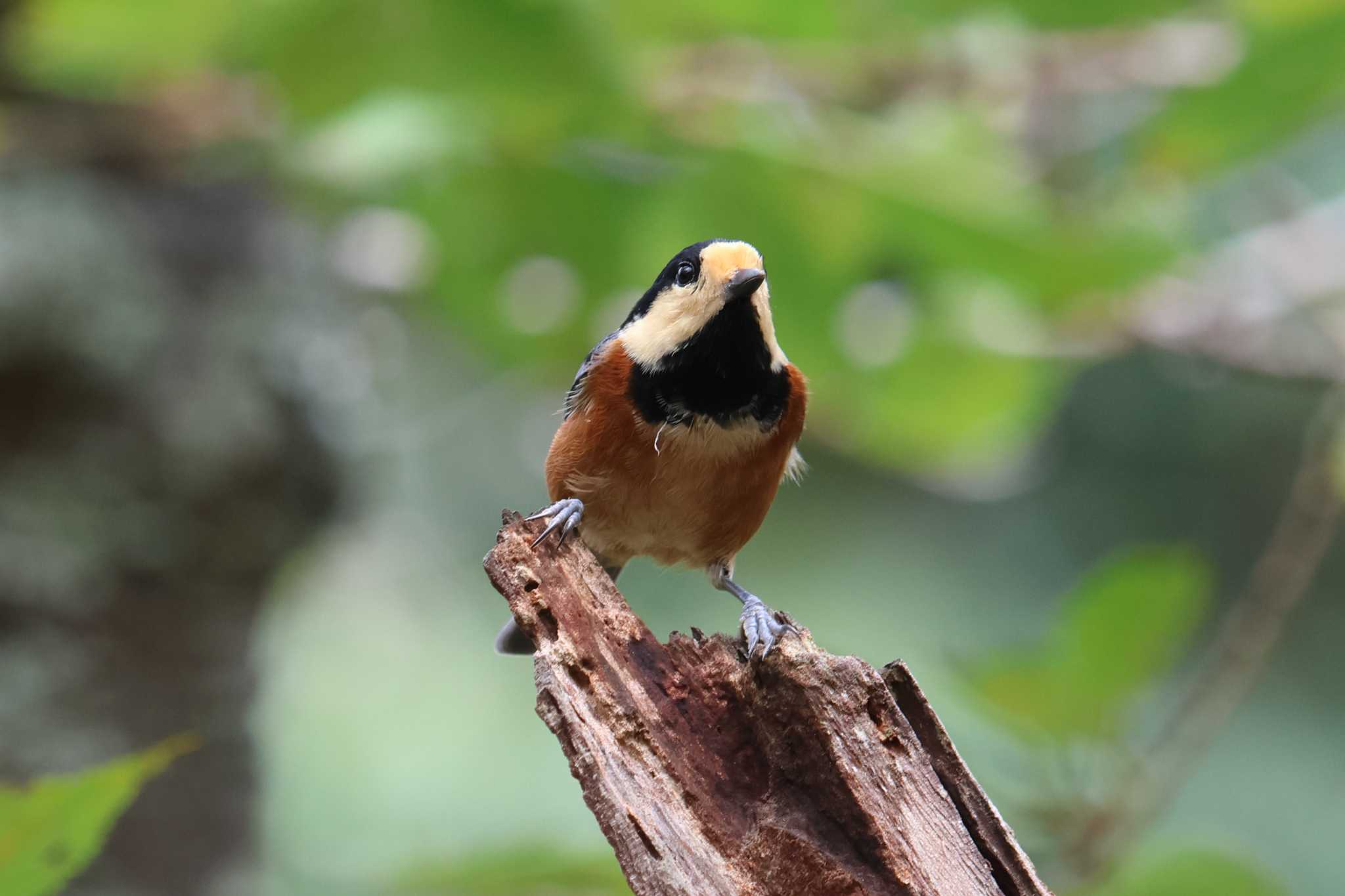 明石公園のヤマガラ