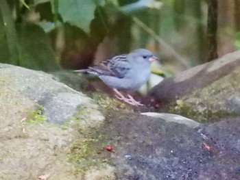 Grey Bunting Inokashira Park Wed, 11/29/2023