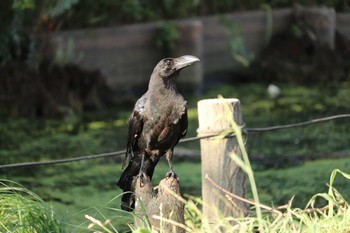 ハシブトガラス 水元公園 2018年8月9日(木)