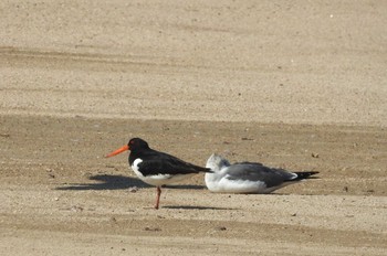 Eurasian Oystercatcher 安来市 Mon, 10/16/2023