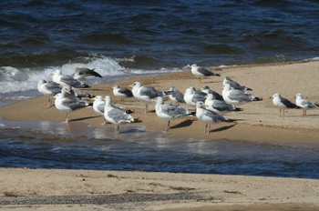 Vega Gull 安来市 Mon, 10/16/2023