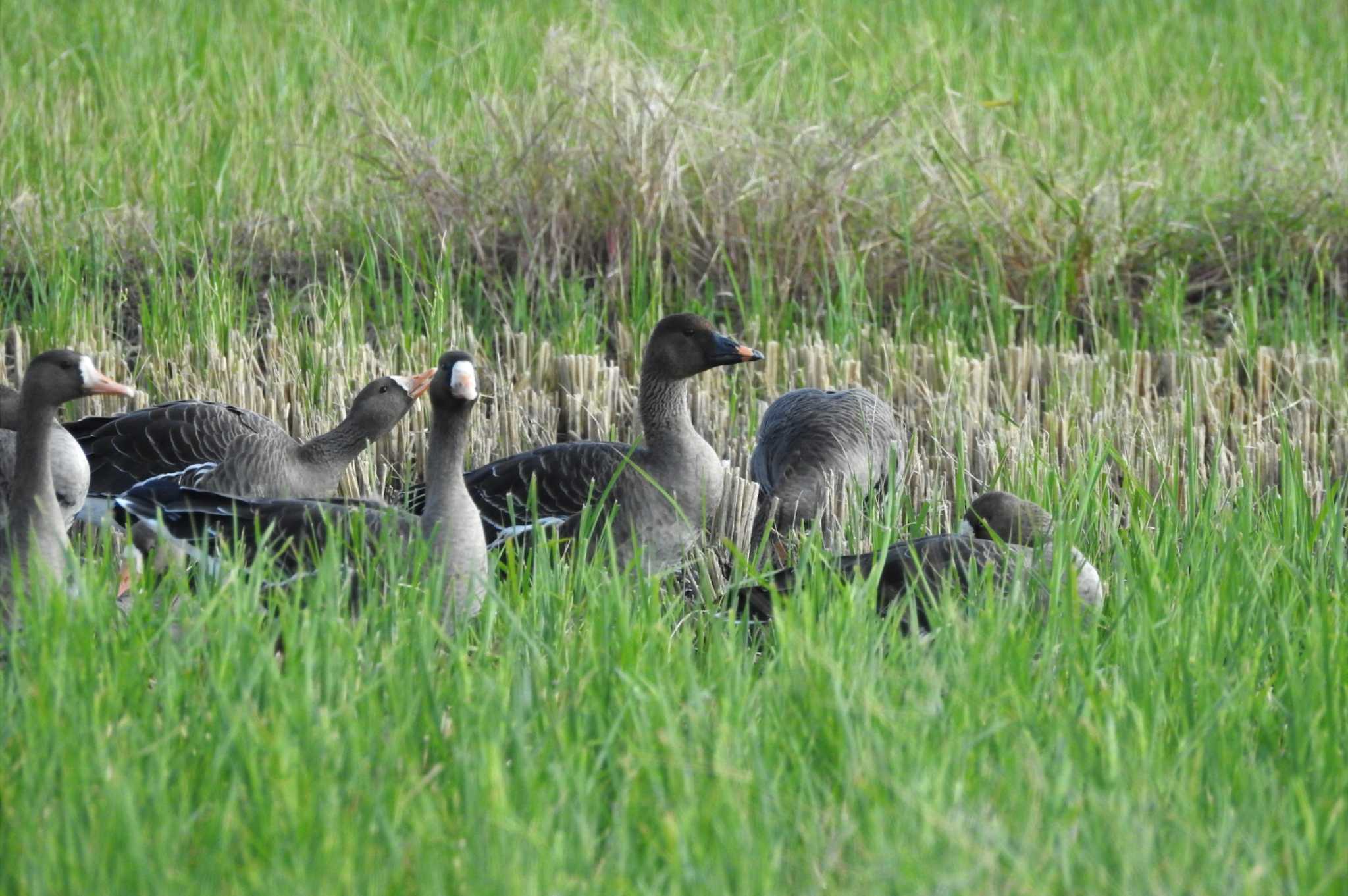 Photo of Tundra Bean Goose at 安来市 by 日本橋