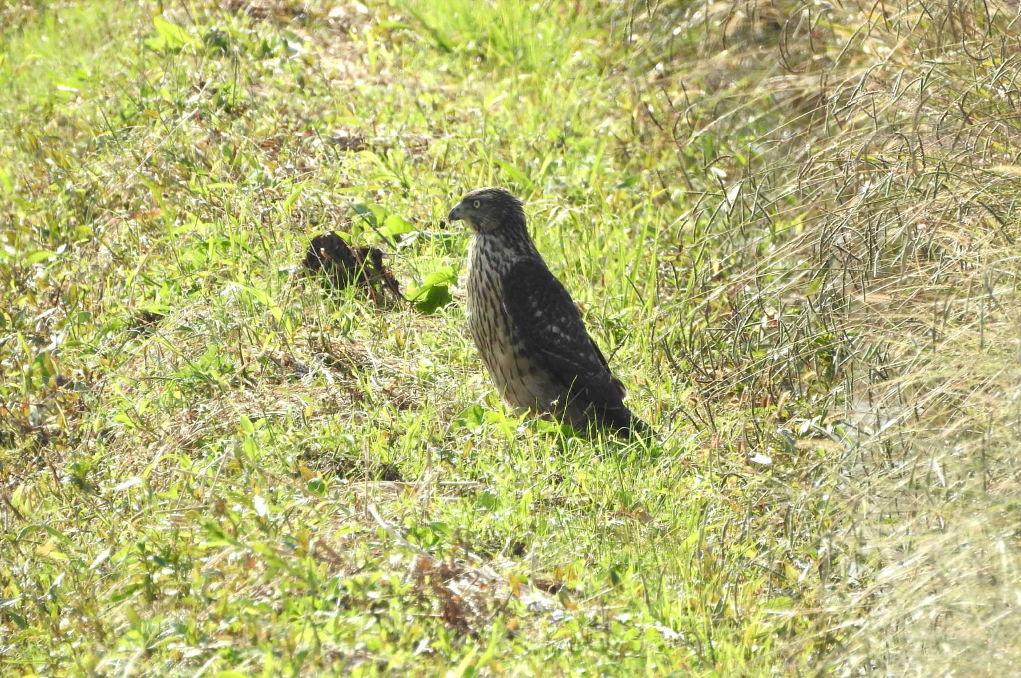 Photo of Eurasian Goshawk at 安来市 by 日本橋