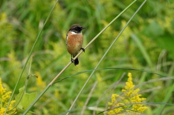 Amur Stonechat 安来市 Mon, 10/16/2023