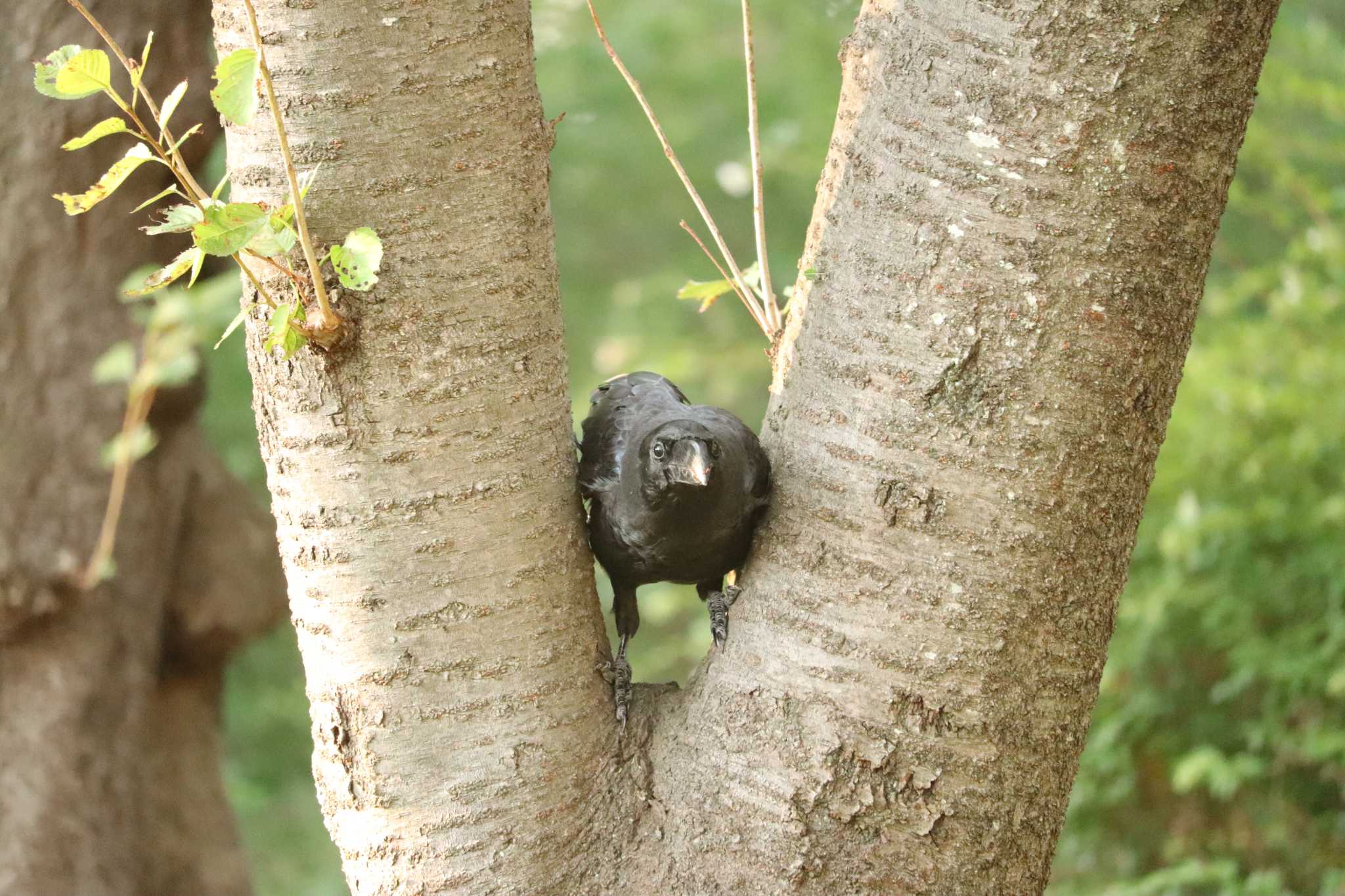 水元公園 ハシブトガラスの写真 by song