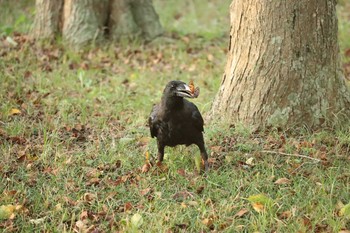 ハシブトガラス 水元公園 2018年8月9日(木)