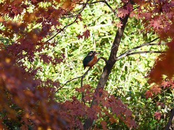 カワセミ 柏水生植物園 2023年11月29日(水)