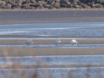 2023年11月29日(水) 葛西臨海公園の野鳥観察記録