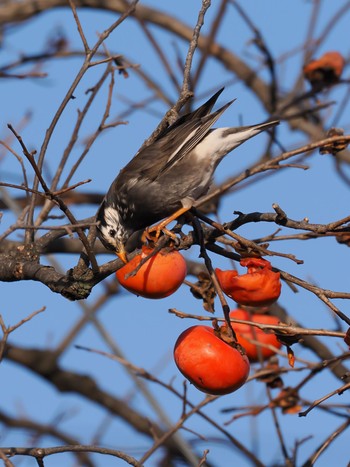 White-cheeked Starling 千葉県柏市 Wed, 11/29/2023