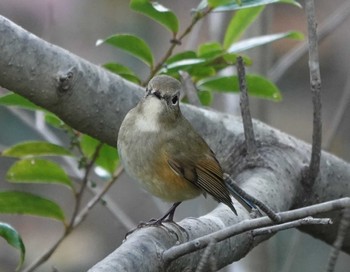 Red-flanked Bluetail 月見の森(岐阜県) Wed, 11/29/2023