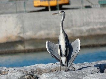 Grey Heron Yoron Island Tue, 10/9/2018