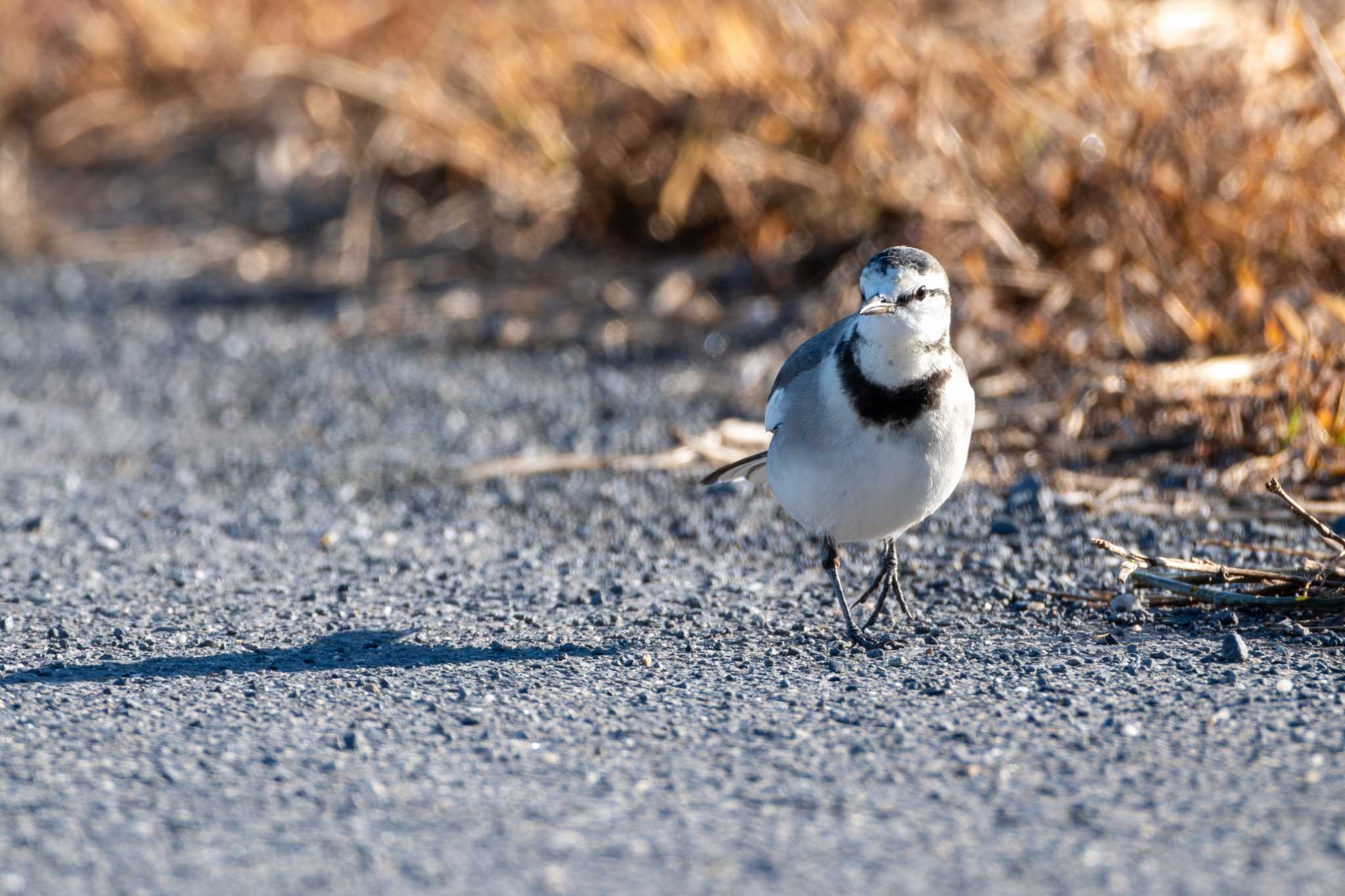 Photo of White Wagtail at 粟原釣り場 by MNB EBSW