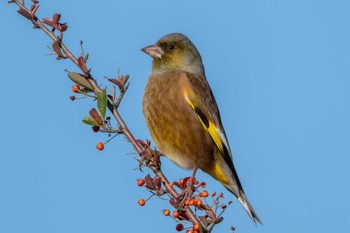 Wed, 11/29/2023 Birding report at 粟原釣り場