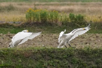 Tundra Swan 安来市 Fri, 11/24/2023