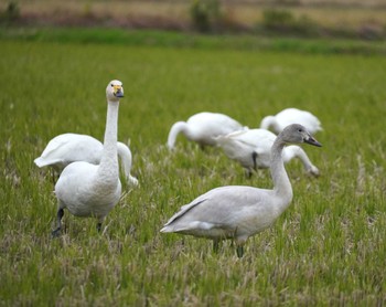 Tundra Swan 安来市 Fri, 11/24/2023