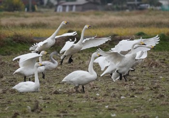 Tundra Swan 安来市 Fri, 11/24/2023